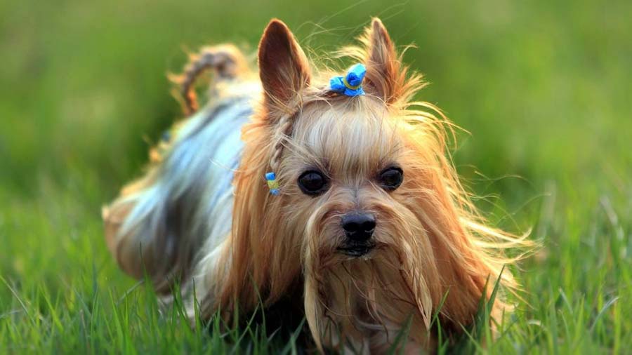 Yorkshire Terrier